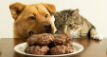Dog and cat looking at cookies
