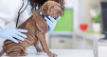 Vet examining a dog