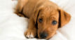 Small puppy looking up