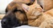Sleeping dog and cat