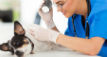 Vet examining a chihuahua